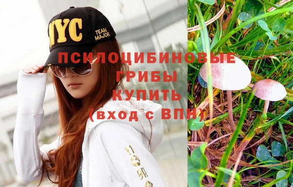 крисы Аркадак